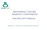 Apicomplexa: Coccidia Isospora Cystoisospora · Fonte: Adaptado de Celso Martins Pinto - Roteiro de Estudos de Parasitologia e Doenças Parasitárias em Medicina Veterinária, 2006