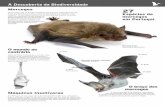 À Descoberta da Biodiversidadebiodiversidade.serralves.pt/fotos/tabs_especies/folheto_morcegos_bio_e_amb... · Os morcegos são os únicos mamíferos que possuem capacidade de voar.