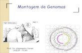 Montagem de Genomas - Unespgenomics.fcav.unesp.br/Aulas/Aula5/mnt.pdf · resultado final da montagem está sozinho e solto nos arquivos gerados. Pode representar uma região do genoma
