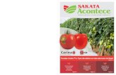 SAKAT-818.001 (Sakata Acontece - out nov dez 2015) · Na ocasião, os tomates de mesa da Sakata obveram destaque absoluto e conquistaram o primeiro lugar em duas das três categorias