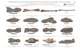 Fosiles de Mastodonte - Field Guides · Microsoft Word - Fosiles de Mastodonte.doc Author: Samauma Created Date: 4/23/2019 2:49:35 PM ...