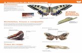 À Descoberta da Biodiversidadebiodiversidade.serralves.pt/fotos/tabs_especies/folheto_borboletas_b… · Borboleta-cauda-de-andorinha Papilio machaon Borboletas, traças e companhia