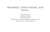 Horsetails, Club mosses, and Ferns · 2012-09-04 · Horsetails, Club mosses, and Ferns: Equisetaceae Sellaginellaceae Lycopodiaceae Athyriaceae, Aspleniaceae, Dryopteraceae Aspidiaceae,