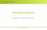 Biologia Vegetal - ULisboamaloucao/Aula 19BV.pdf · Biologia Vegetal Características evolutivas do síndroma reprodutivo das Angiospérmicas Características 1ª Angiosp (20th sec)