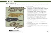 Native Critter Sheet: Snakes...Snakes (Crotalus adamanteus, Pantherophis alleghaniensis, Drymarchon couperi, Pituophis melanoleucus mugitus) Favorite Foods • All snakes are carnivores,