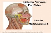 Sistema Nervoso Periféricos › cm-kls-content › unified... · Plexos Nervosos • Os axônios que são provenientes dos ramos anteriores dos nervos espinhais, com exceção dos