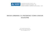 RAIVA URBANA E A INTERFACE COM A RAIVA SILVESTREcrmvba.org.br/wp-content/uploads/2019/11/crmvba... · Os sinais clínicos em raposas, gambás e mão pelada, infectados experimentalmente,