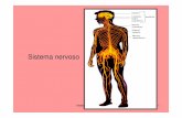 Sistema nervoso - WordPress.com · • As dendrites recebem as mensagens e o axónio transmite-as a outras células. Helena Carreiro 2010 13 ... neurotransmissores . Helena Carreiro