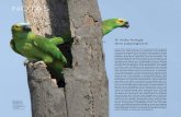 A vida longa dos papagaios · genoma do papagaio foi comparado com o de outras 30 espécies de aves, incluindo longevas, ... e cultura microbiana. Em seguida, isolaram li- ... indígena,