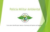 Policia Militar Ambiental · A Policia Ambiental de São Paulo no combate ao tráfico de animais Lei de Crimes Ambientais ( Lei 9605/98) Decreto Federal 6.514/08 Constituição Estadual