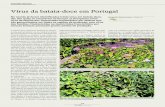 Vírus da batata-doce em Portugal - Vida Rural...A batata-doce (Ipomoea batatas) foi domes-ticada, pela primeira vez, na América Latina, há cerca de 8000 anos. Pertence à família