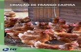 Autores - Grupo NTavant.grupont.com.br/.../Criacao_de_Frango_Caipira_demo.pdf · 2015-12-09 · MANEJO DE FRANGOS DE CORTE CAIPIRA ... disso, o sabor diferenciado do frango e dos