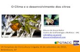 O Clima e o desenvolvimento dos citros - GTACC · Chuva x orvalho x estrelinha (Podridão Floral dos Citros) Chuva x mudança da época de ocorrência do psilídeo seca julho a setembro