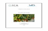 Cátedra Horticultura El cultivo de tomate - FCA UNER · 2010-09-23 · 3 Para la producción de tomate bajo cubierta se destinaron 1.185 hectáreas, es decir un 40%, de la producción