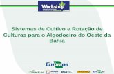 Sistemas de Cultivo e Rotação de Culturas para o …...Culturas para o Algodoeiro do Oeste da Bahia Informações gerais: Tratamentos Sistema de cultivo 2012/13 2013/14 2014/15 2015/16