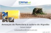 Ameaças da Ramulária à cultura do Algodão...Atualmente é a principal doença do algodoeiro com incidência em todos os Estados produtores, sobretudo nas condições dos cerrados