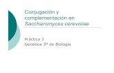 Saccharomyces cerevisiae › dspace › bitstream › 10045 › 14817 › 1 › practica3R… · practica3presen.ppt Author: rafamaldo Created Date: 10/15/2010 12:41:56 PM ...