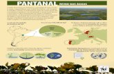 Infografico-Pantanal-1-web-pag-1 · 2015-11-10 · Infografico-Pantanal-1-web-pag-1 Created Date: 11/10/2015 4:10:32 PM ...