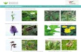 Plant ID Sheet: Online Ecology - Waun Las Nature Reserve · Plant ID Sheet: Online Ecology - Waun Las Nature Reserve - Ecology Online - Waun Las - Plant ID Sheet Resource 768, Verson