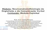 Módulo: Neuroanatomofisiologia da Deglutição e da ... · Deglutição e da Comunicação Verbal Conteúdo: Medula Espinhal M.Sc. Prof.ª Viviane Marques Fonoaudióloga, Neurofisiologista