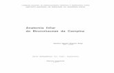Anatomia foliar de Bromehaceae da Campina · 2017-06-14 · folhas um tanque de armazenamento de con siderável quantidade de água. 5 — Tillandsia adpressiflora Mez — Col. M.M.N.