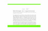 Morfologia de Leguminosas - Unesp...242 ILPF - Integração Lavoura-Pecuária-Floresta Fig. 48. Morfologia de algumas leguminosas forrageiras estolonífera (trevo branco) e eretos