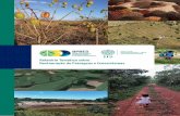 Relatório Temático sobre Restauração de Paisagens e ... · paisagens e ecossistemas” – são fundamentais e serão encontrados ao longo do relatório. O primeiro termo está