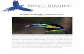 Southeast Brazil Supreme Tourbrazilbirdingexperts.com/wp-content/uploads/2018/10/... · 2019-11-27 · Southeast Brazil Supreme Tour – 28 Days Detailed Itinerary Day 1: transfer