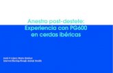 Anestro post-destete: Experiencia con PG600 en …...Experiencia con PG600 en cerdas ibéricas Jesús V. López; Marta Jiménez Intervet/Shering-Plough Animal Health Durante la vida