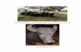 Rebanho de búfalos leiteiros, FMVZ-USP, campus de … · 2007-04-17 · M.Z.Benetone À Deus, Senhor de todas as coisas. Salmo 91 “Aquele que habita no esconderijo do Altíssimo,