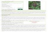 Amorpha fruticosa L. - FCBN · false indigo (Amorpha fruticosa L.) for forage and biomass. Genetic Resources and Crop Evolution 53: 14631476.-Lapin B. Nothnagle P. 1995. Control of