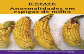 Anormalidades em espigas de milho - Kansas State University · desfavorável, aplicação incorreta de herbicidas, estresse por altas temperaturas e condições de déficit hídrico,