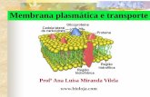 Membrana plasmática e transporteacessoeducar.com.br/materias/biologia/membranaplasmatica.pdf · 2020-03-11 · Propriedades da membrana Assimetria Autosselagem em meio aquoso / autopoiese:
