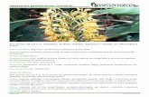Hedychium gardnerianum (conteira)...Erva perene até 1,5-3 m, rizomatosa, de flores amarelas, fragrantes e reunidas em inflorescências eretas. Nome científico: Hedychium gardnerianum