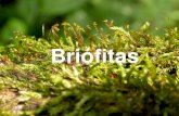 Briófitasblog.cpbedu.me/professoraelyka17/wp-content/uploads/sites/273/20… · plantinha é o gametófito feminino. Esporófito (2n) Gametófito (n) ... e pela sustentação do