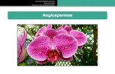 Angiospermas · gametófito masculino é o tubo polínico o gametófito feminino o saco embrionário. Diferente do que ocorre nas briófitas, no ciclo de vida das angiospermas a fase
