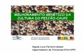 Regina Lucia Ferreira Gomes Departamento de …pointer.esalq.usp.br/departamentos/lgn/lgn0313/jbp...Produtividade de grãos1 (ha) (t) (kg ha-1) Ceará 1a Safra 522.822 158.910 304