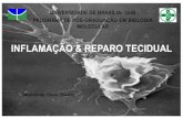 UNIVERSIDADE DE BRASÍLIA UnB PROGRAMA DE PÓS ......2) Reparo Tecidual 2.1- Célula e regeneração tecidual 2.2- Reparo por tecido conjuntivo Angiogênese Migração de fibroblastos
