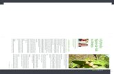 II Autoria Fotos: Carlos Coutinho | DASA | DRAPN...Agricultura e do Mar, o Regulamento (CE) Nº 1166/2008, considera o figo-da-índia como um fruto a integrar no grupo de frutos de