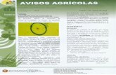 11/12 Anadia, 1 de Agosto de 2012 - Portugal · 11/12 Anadia, 1 de Agosto de 2012 . 1 Observe 5 azeitonas ao acaso, em 20 árvores. Efectue um tratamento se tiver atingido os seguintes