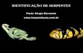 IDENTIFICAÇÃO DE SERPENTES - HERPETOFAUNA · IDENTIFICAÇÃO DE SERPENTES Paulo Sérgio Bernarde . Para correr uma chave taxonômica irá contar as escamas:-Dorsais -Ventrais-Subcaudais