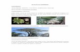 Dia da Árvore (21/09/2012) Louro Branco - UFMT · Família Botânica: Malvaceae Onde vivem: Ocorre de forma natural no nordeste da Argentina, no leste do Paraguai e no Brasil, no