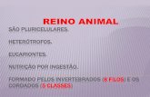 REINO ANIMAL - Polícia Militar de Minas Gerais · 2019-04-17 · REINO ANIMAL Corpo cheio de ... Local por onde a água sai do animal Os 10 Porócito Átrio Local por onde a entra