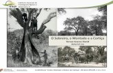 O Sobreiro, o Montado e a Cortiça · 2016-12-23 · CARBONO SEQUESTRADO Estado de vitalidade Idade das árvores Densidade das árvores CARBONO ARMAZENADO Solo - principal reservatório