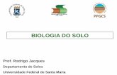BIOLOGIA DO SOLO - SARGS€¦ · BIOLOGIA DO SOLO Prof. Rodrigo Jacques Departamento de Solos Universidade Federal de Santa Maria . O solo é o ambiente com maior quantidade e diversidade