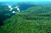 PRODUTIVIDADE PRIMÁRIA EM FLORESTAS TROPICAIS · floresta Mudanças Climáticas Possíveis alterações nas dinâmicas florestais Entender como que afeta essa dinâmica DGVMs Prever