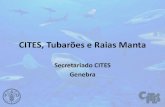 CITES, Tubarões e Raias Manta · 2016-11-14 · Critérios de inclusão nos anexos da CITES dos novos tubarões e raias manta –Grande tubarão martelo e tubarão martelo liso: