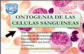 ONTOGENIA DE LAS CELULAS SANGUINEASsdb8790fb3b904fba.jimcontent.com/download/version... · Hematopoyesis PROCESO DE PRODUCCION DE LAS CELULAS SANGUINEAS. SUBPROCESOS: ERITROPOYESIS