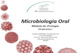 Módulo de Virologiaole.uff.br/wp-content/uploads/sites/236/2017/12/ODONTO-MICRO-OR… · Mononucleose Infecciosa. Manifestações clínicas 1. Mononucleose Infecciosa Infecção