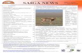 SAIGA NEWS 7saiga-conservation.org/wp-content/uploads/2015/03/Kazakh_Issue_7.… · санының азаюы, мүмкін, негізгі жаулары – дала құладына